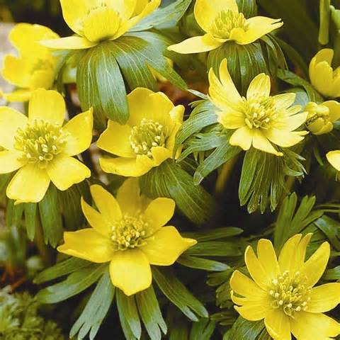 определение aconites