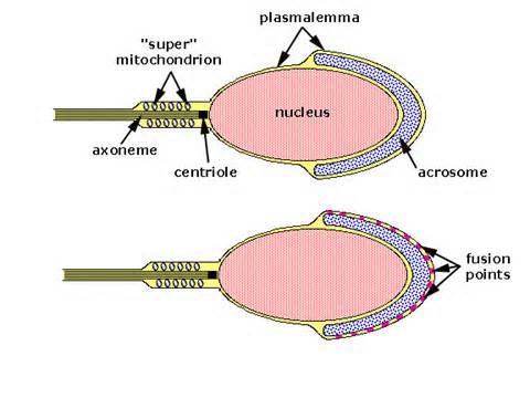Definicija acrosome