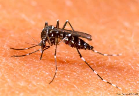 definisyon nan aedes
