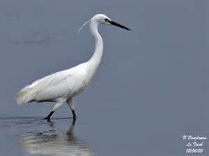 aigrette تعريف