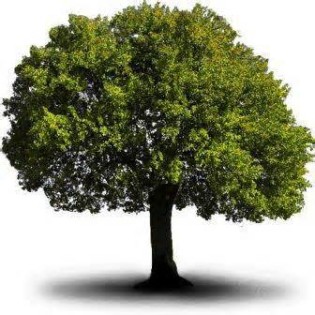 definícia albero