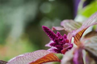 Definice amaranthine