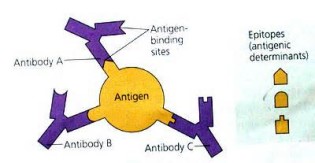 Definice antigens