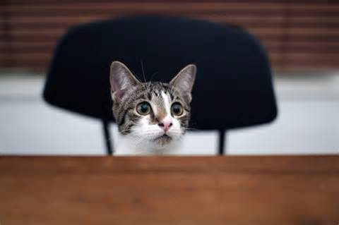 Definice attentive