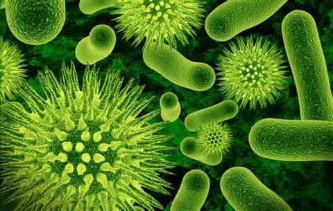 Definice bacteria