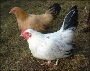 definizzjoni ta bantams