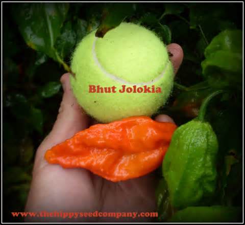 definisyon nan bhut