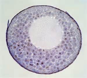 blastula 定義