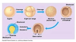 blastula 定義