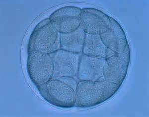 blastula 定義