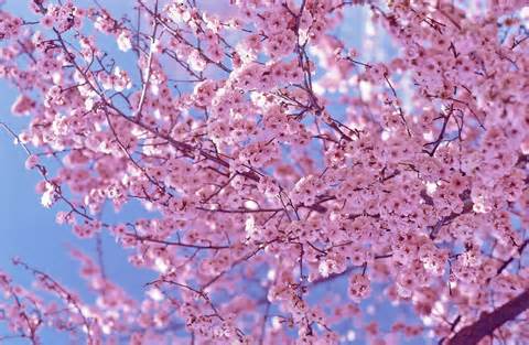 Meghatározása blossom