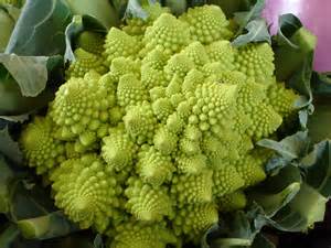Definice brassicas