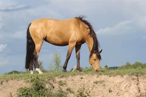 Määritelmä buckskin