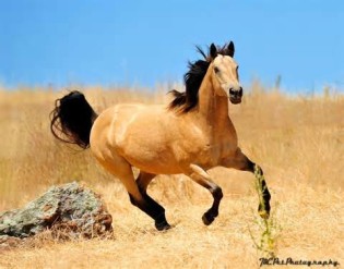 Määritelmä buckskin