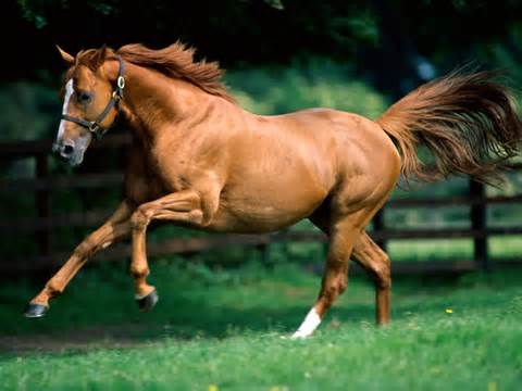 definizzjoni ta caballo