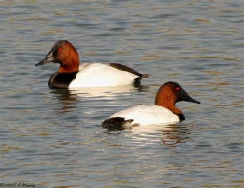 Definició de canvasback
