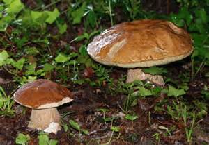 opredelitev cepes