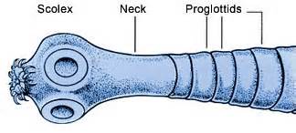 cestodes परिभाषा