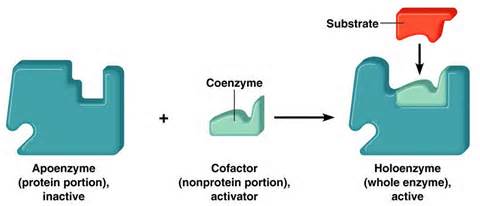 cofactors परिभाषा