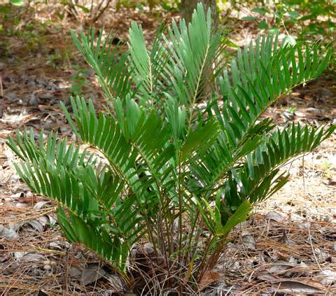definisyon nan coonties