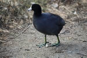 Definiția coot