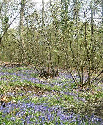 Definitions of coppice