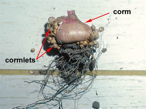 Definisi corm