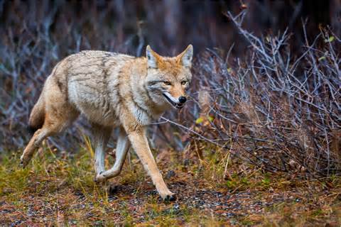 ความหมายของ coyote