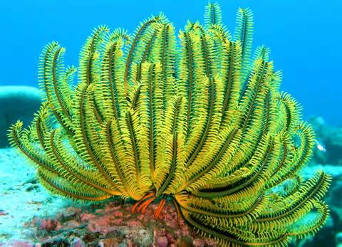 crinoid の定義