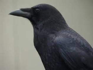 Definice crow