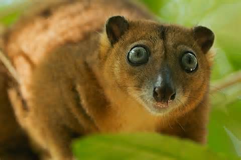 cuscus تعريف