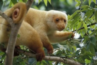 cuscus تعريف