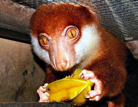 cuscus تعريف