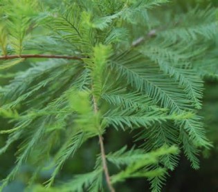 Meghatározása cypress