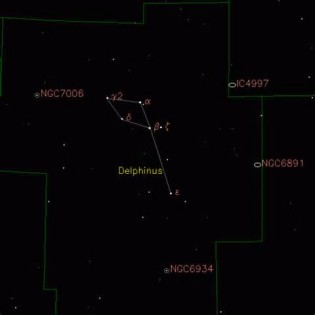 ความหมายของ delphinus