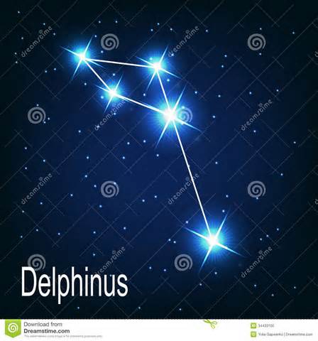 ความหมายของ delphinus