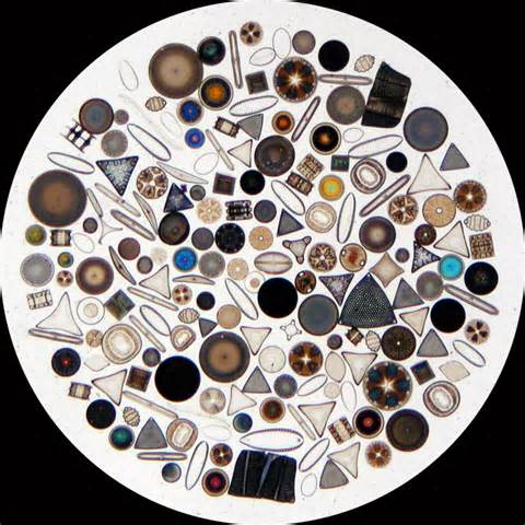 definizzjoni ta diatoms