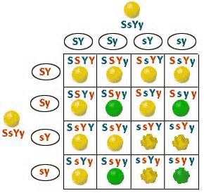 definisyon nan dihybrids