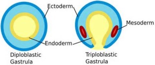 definizzjoni ta ectoderm