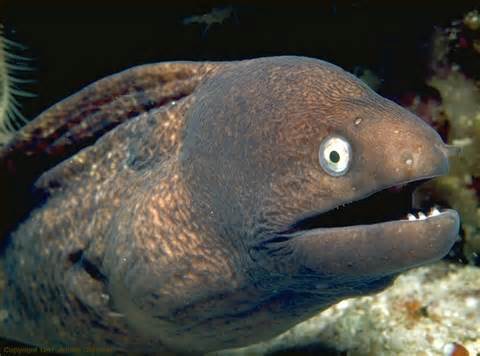 definisyon nan eel