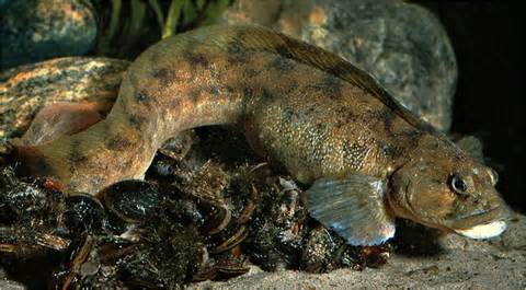 Apibrėžimas eelpout