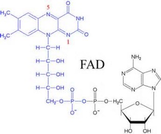 Definisjon av fad