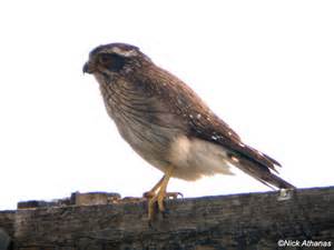 Definice falconet