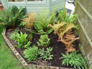 Definitions of fernery