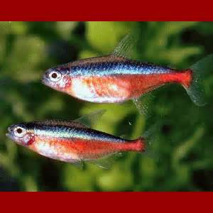 Definice finfish