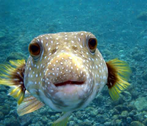 Definice fish