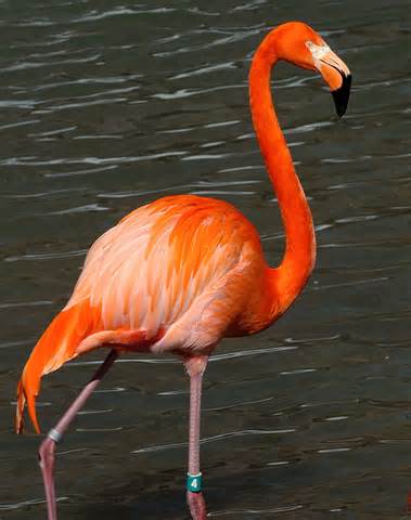 définition de flamingos
