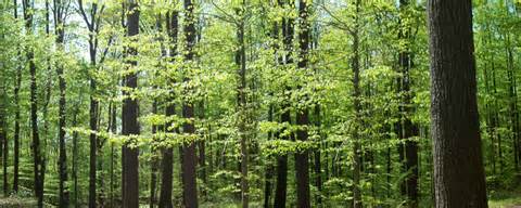 Definitions of forestation