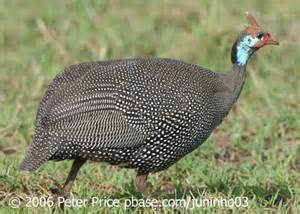 definisyon nan fowl