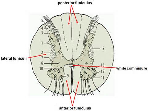 Definitions of funiculi
